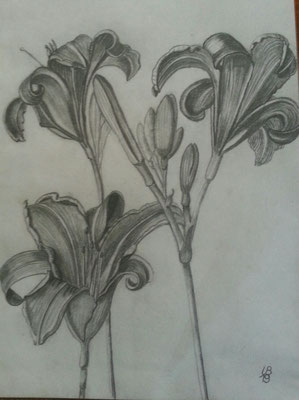 Bleistiftzeichnung: Taglilien