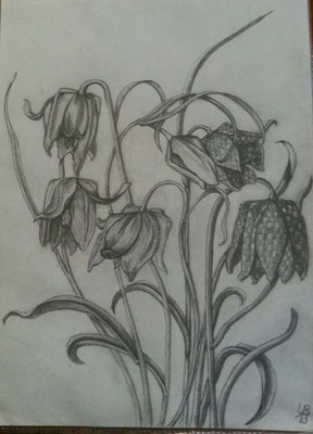 Bleistiftzeichnung: Schachbrettblume