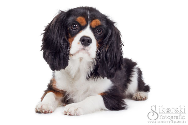 08.03.2015 - Cavalier King Charles Spaniel "Kimi"