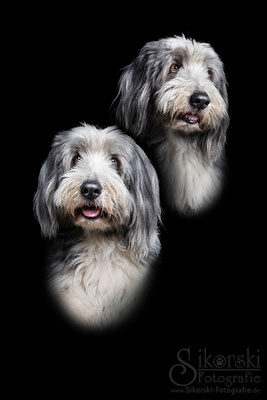 13.02.2017 - Bearded Collie "Paulchen"