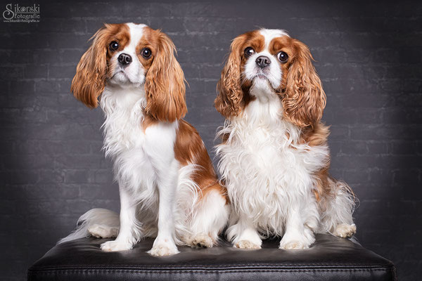 24.02.2020 - Cavalier King Charles "Lilli" & "Goldie"