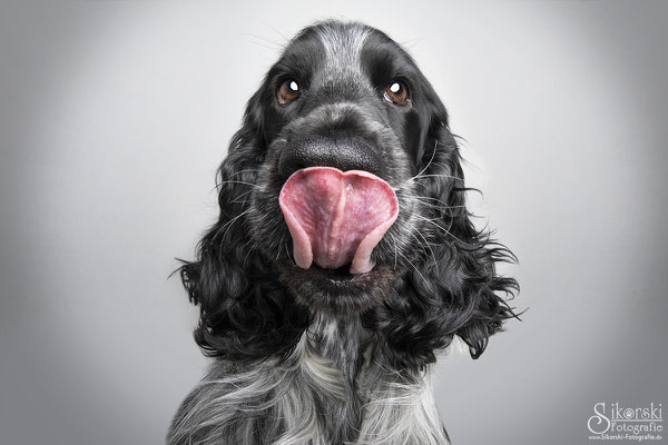 22.03.22 - Engl. Cocker Spaniel "Sammy"