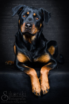 13.05.2015 - Rottweiler "Jella"