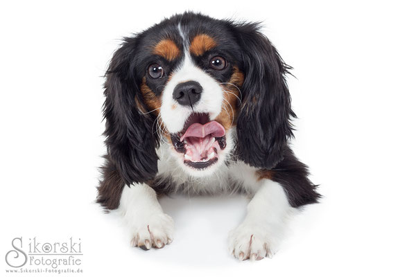 08.03.2015 - Cavalier King Charles Spaniel "Kimi"