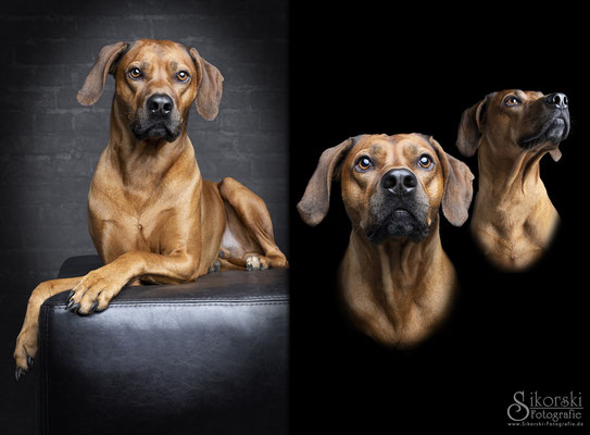 15.05.2020 - Rhodesian Ridgeback "Sam"