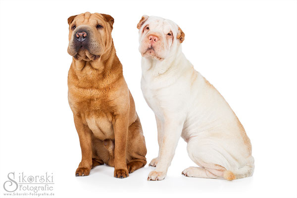 01.12.2015 - Shar Pei "Fly" und "Nelly"