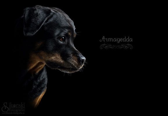 07.04.2017 - Rottweiler "Armagedda"