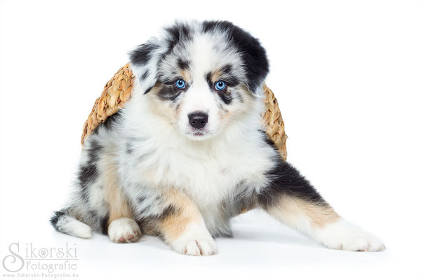 07.03.2015 - Australian Shepherds "Mailo" & "Riley"