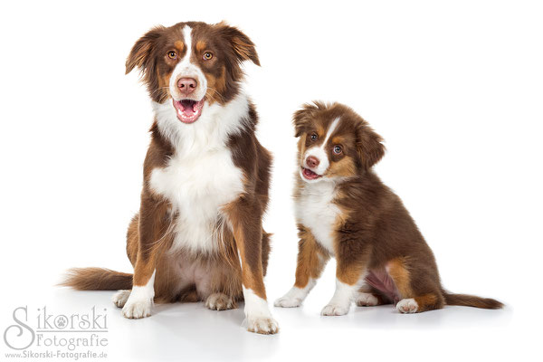 19.05.2017 - Australian Shepherds "Karo & Penny"