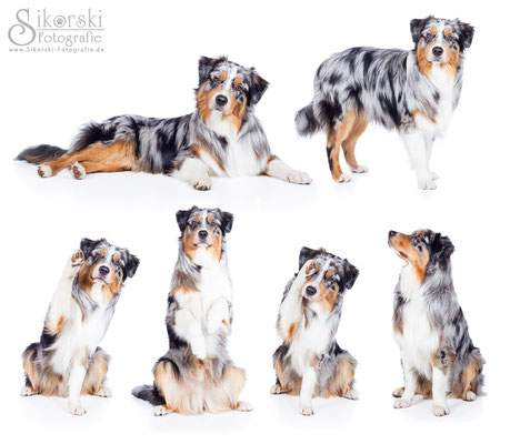 03.02.2016 - Australian Shepherd "Catori"