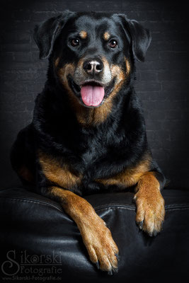 16.04.2016 - Rottweiler "Zinja"