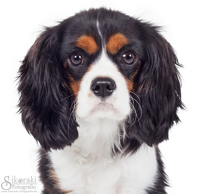 08.03.2015 - Cavalier King Charles Spaniel "Kimi"