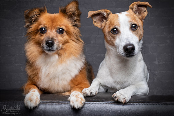 29.10.2018 - Chihuahua Mischling "Lilly" & Jack Russel Terrier "Cosmo"