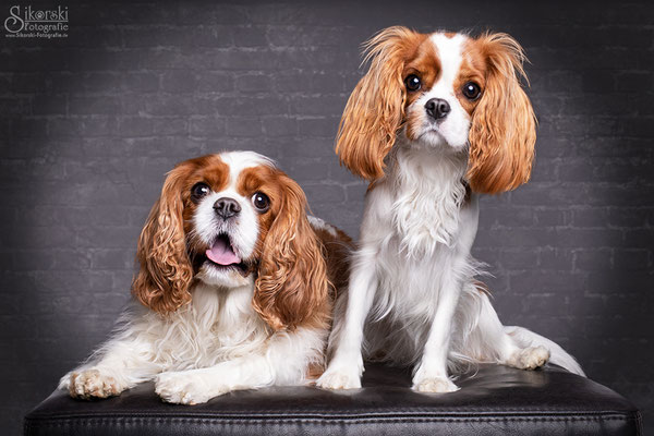 24.02.2020 -  Cavalier King Charles "Lilli" & "Goldie"