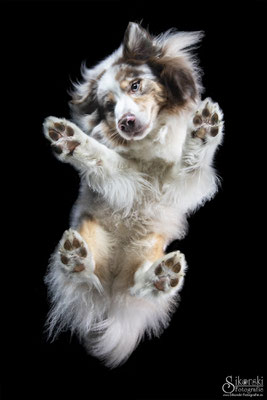 16.05.2022 - Australian Shepherd "Nanouk"