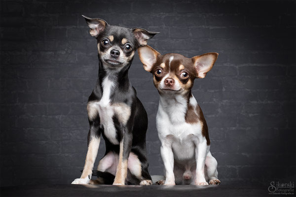 01.02.2019 - Chihuahuas "Spike & Nici"