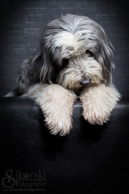 13.02.2017 - Bearded Collie "Paulchen"