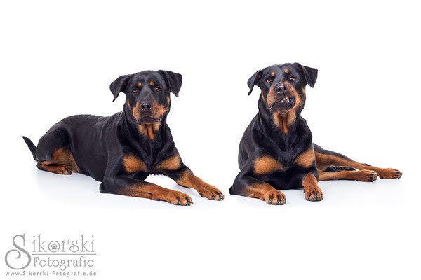 13.05.2015 - Rottweiler "Jella"