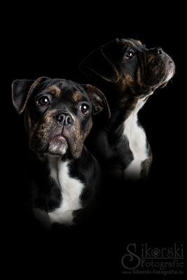 16.03.2017 - Bully "Maya"