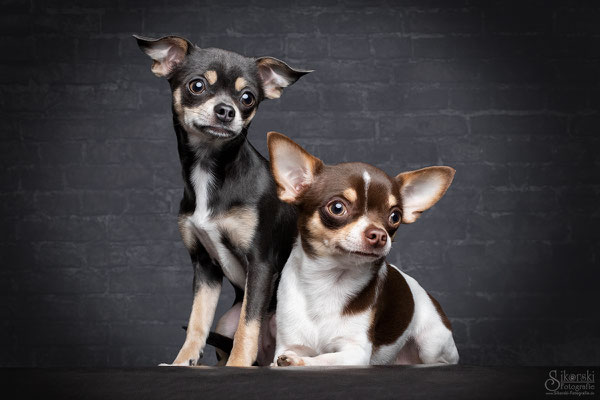 01.02.2019 - Chihuahuas "Spike & Nici"