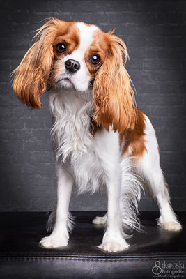 24.02.2020 - Cavalier King Charles "Lilli"