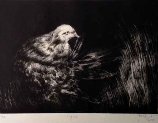 Maria Ahmadi - gravure - pigeons  - 40x50cm -2016