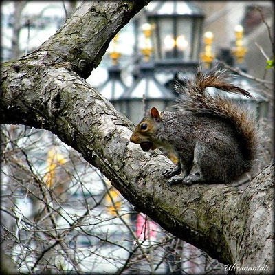 Petit écureuil - New York (USA)