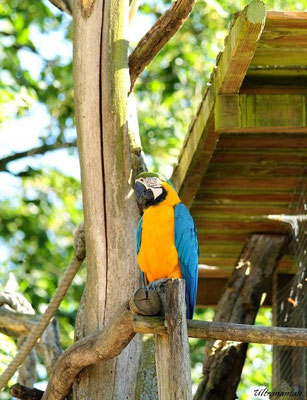 Coco - Parc des oiseaux de Villars-les-Dombes (01)