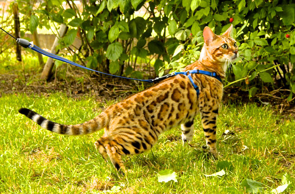 Les Chatons Chat Bengal France Com Les Chatons Chat Bengal France Com
