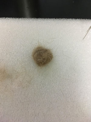 うさぎの毛で羊毛フェルト