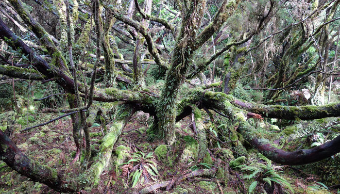 Wald bei Misterios Negros - Terceira