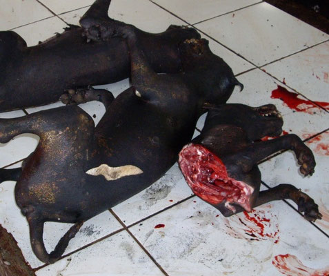 Fleischmarkt auf Sulawesi, Hunde