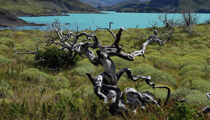 Verbrannter Wald Nationalpark Torres del Paine