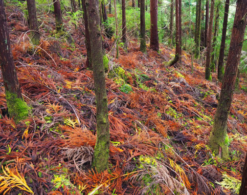 Wald bei Misterios Negros - Terceira