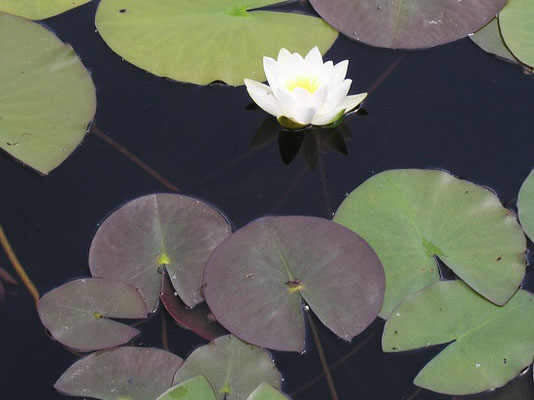 Gartenteich