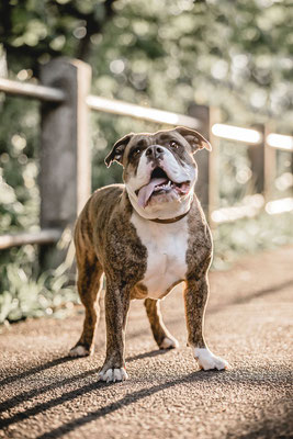 Hundefotografie Kameratypin