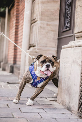 Hundefotografie Kameratypin