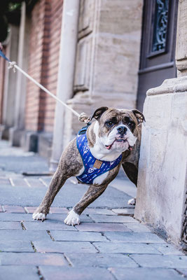 Hundefotografie Kameratypin