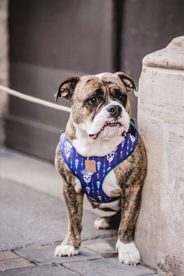 Hundefotografie Kameratypin