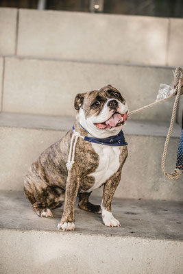 Hundefotografie Kameratypin