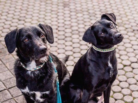 Weihnachtsmarkt Hund