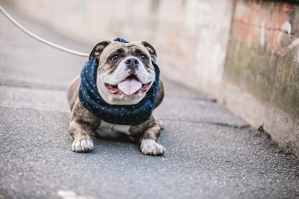 Hundefotografie Kameratypin