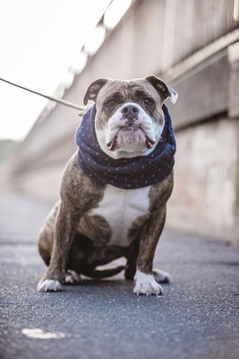 Hundefotografie Kameratypin