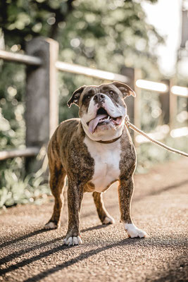 Hundefotografie Kameratypin