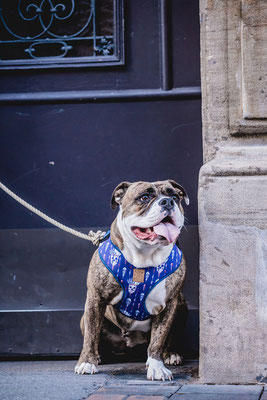 Hundefotografie Kameratypin