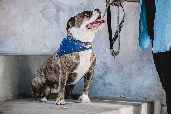 Hundefotografie Kameratypin