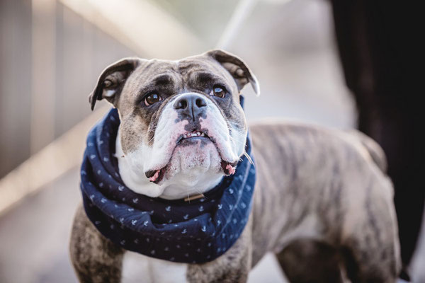 Hundefotografie Kameratypin