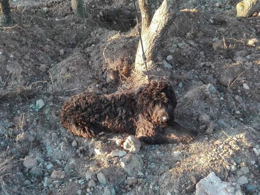 Pedro, Perro de Aqua, geb. ca. Januar 2015, noch in der Perrera