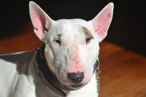 Polly - Miniatur Bullterrier