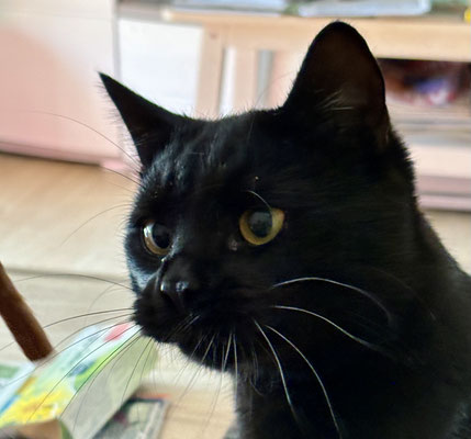 Katerchen schwarz